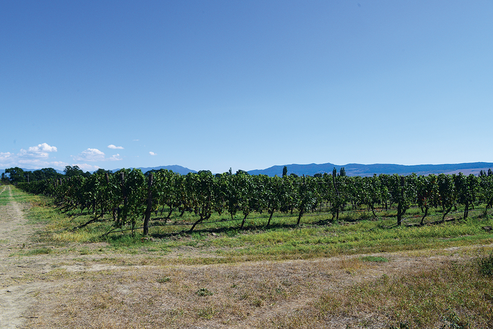 Vineyard in Georgia